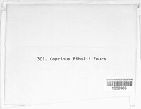 Coprinus filholi image